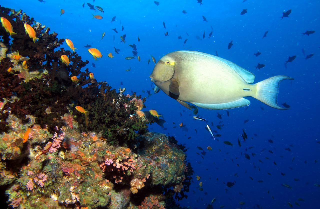 Kandima Maldives Kudahuvadhoo ภายนอก รูปภาพ Acanthurus chirurgus