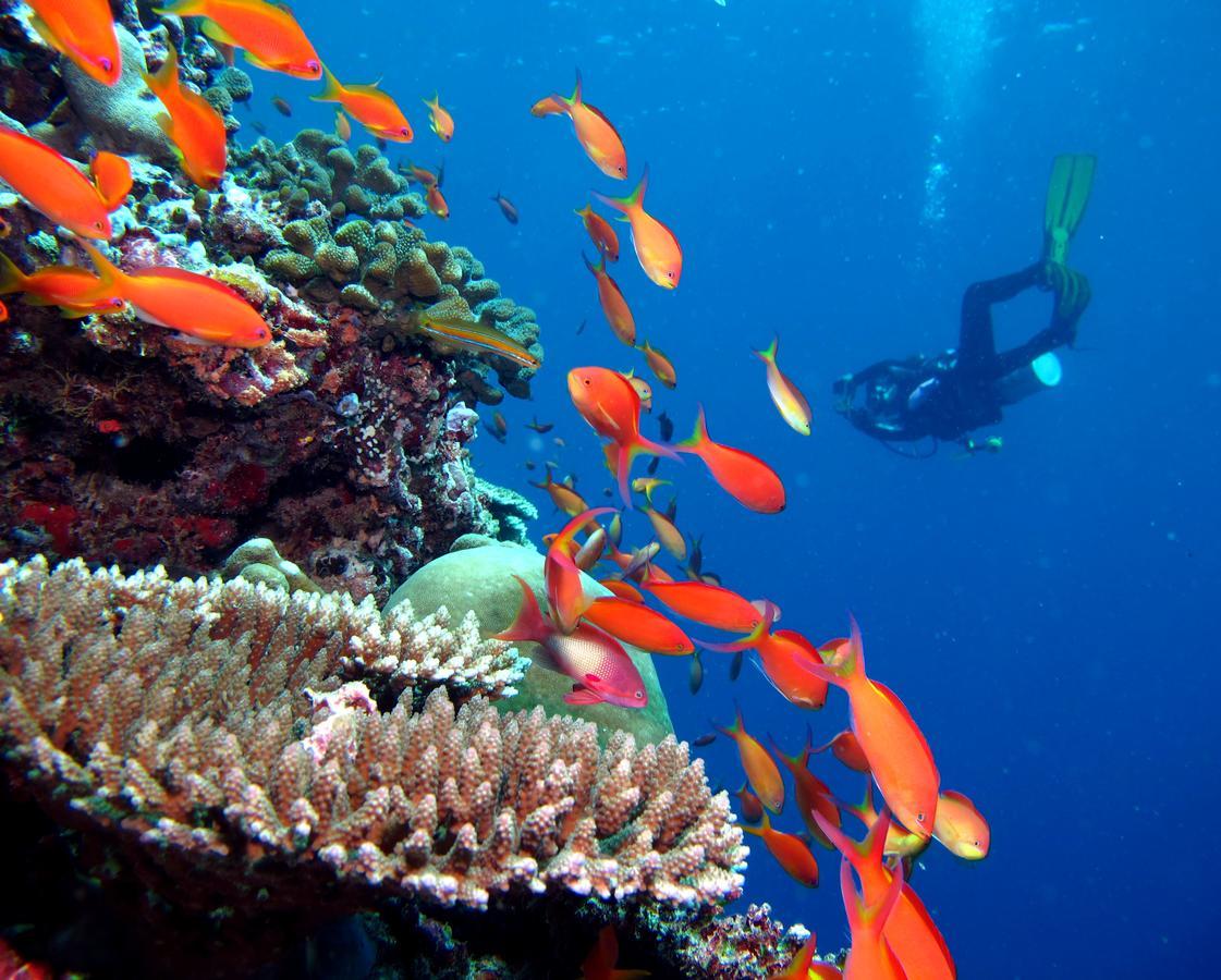 Kandima Maldives Kudahuvadhoo ภายนอก รูปภาพ A diver with a camera